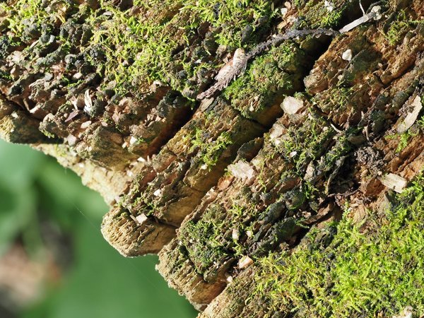 Quel arbre d'ombrage planter près d'une terrasse plein sud ?